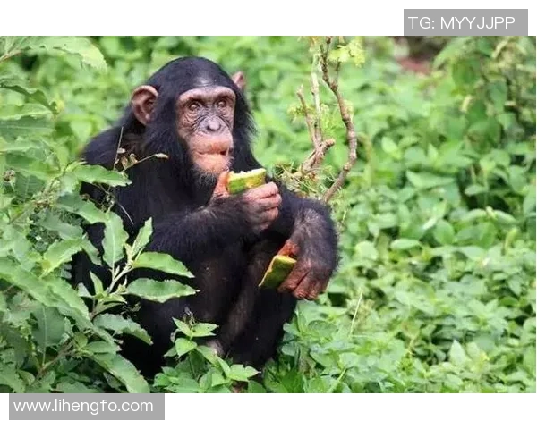 当足球巨星化身猩猩般矫健力量展现赛场非凡风采